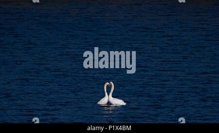 Cigni, Cygnus olor, corteggiamento, England, Regno Unito Foto Stock