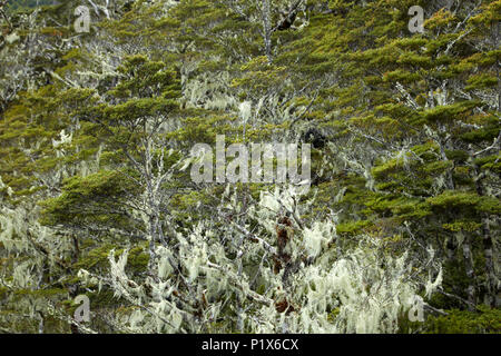 Licheni crescono sugli alberi, Lewis Pass, Canterbury, Isola del Sud, Nuova Zelanda Foto Stock