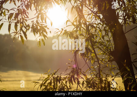 Albero si trova nella luce di sunrise Foto Stock