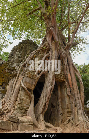 Albero tropicale su Ta Som tempio al complesso di Angkor a Siem Reap, Cambogia Foto Stock