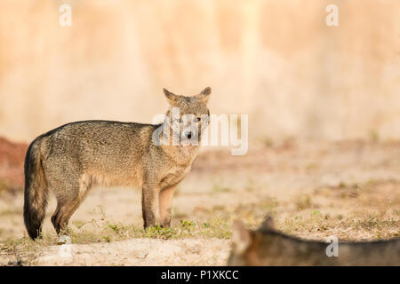 Regione Pantanal, Mato Grosso, Brasile, Sud America. Crab-eating Volpi a sunrise. Foto Stock
