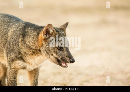 Regione Pantanal, Mato Grosso, Brasile, Sud America. Crab-eating Fox a sunrise. Foto Stock