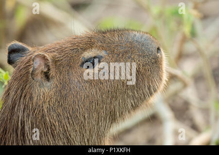 Regione Pantanal, Mato Grosso, Brasile, Sud America. Close-up di un capibara. Foto Stock