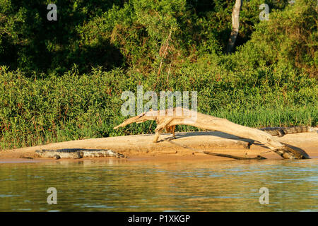 Regione Pantanal, Mato Grosso, Brasile, Sud America. Caimano ensoleillement sulla sponda del fiume Cuiaba, con un interessante cercando pezzo di driftw Foto Stock