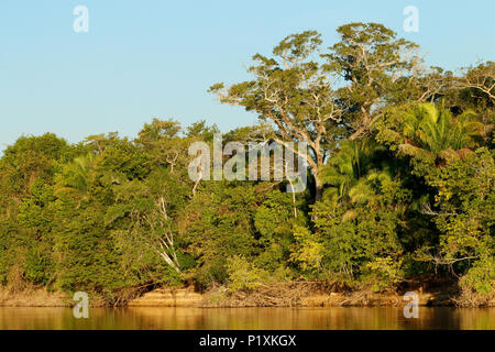 Regione Pantanal, Mato Grosso, Brasile, Sud America. Foresta di prima mattina visto lungo il fiume Cuiaba. Foto Stock