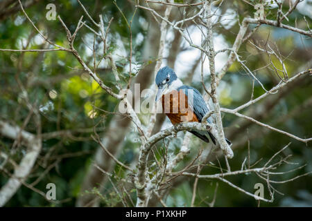 Regione Pantanal, Mato Grosso, Brasile, Sud America. Di inanellare Kingfisher appollaiato in un albero, ricercando le acque al di sotto di per un pesce. Foto Stock