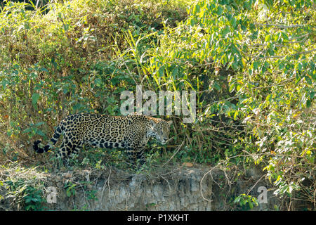 Regione Pantanal, Mato Grosso, Brasile, Sud America. Jaguar alla ricerca di cibo, guardando molto camuffato come esso cerca caimano sul greto del fiume. Foto Stock