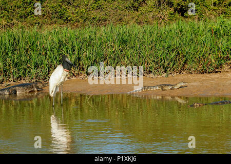 Regione Pantanal, Mato Grosso, Brasile, Sud America. Jabiru Aeroporto per non doversi preoccupare del Caimano Yacare accanto ad essa lungo il fiume Cuiaba. Foto Stock