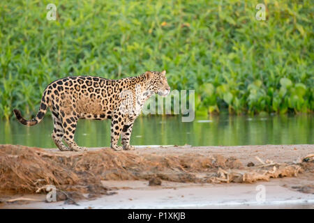 Regione Pantanal, Mato Grosso, Brasile, Sud America. Jaguar in piedi su un sandbar lungo il fiume Cuiaba, circondato da minuscoli insetti volanti. Foto Stock