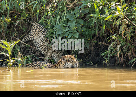 Regione Pantanal, Matto Grosso, Brasile, Sud America. Jaguar femmina nuotare nel fiume Cuiaba, uniti da uno della sua giovane che vuole avere un drink. Foto Stock