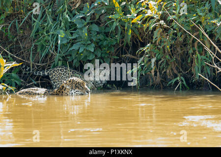 Regione Pantanal, Matto Grosso, Brasile, Sud America. Jaguar femmina nuotare nel fiume Cuiaba, uniti da uno della sua giovane che vuole avere un drink. Foto Stock