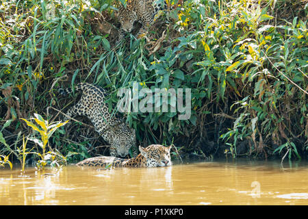 Regione Pantanal, Matto Grosso, Brasile, Sud America. Jaguar femmina nuotare nel fiume Cuiaba, unita dai suoi cuccioli di giovani che desiderano ottenere un drink. Foto Stock