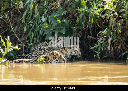 Regione Pantanal, Matto Grosso, Brasile, Sud America. Jaguar femmina nuotare nel fiume Cuiaba, uniti da uno della sua giovane che vuole avere un drink. Foto Stock