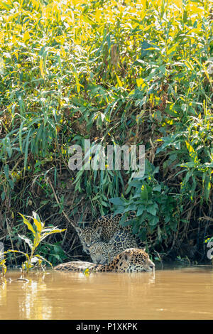 Regione Pantanal, Mato Grosso, Brasile, Sud America. Jaguar femmina nuotare nel fiume Cuiaba, uniti da uno della sua giovane che vuole avere un drink. Foto Stock