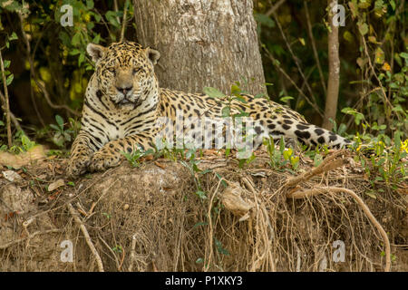 Regione Pantanal, Mato Grosso, Brasile, Sud America. Jaguar in appoggio sul greto del fiume metà giornata Foto Stock