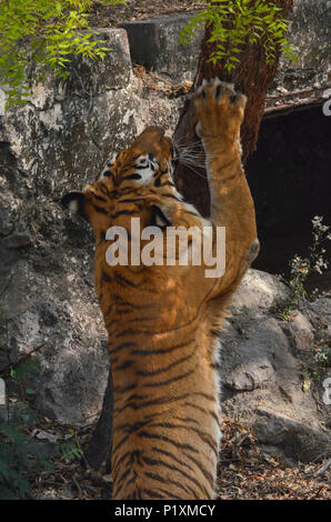 Royal tigre del Bengala, New Delhi, India - Aprile 3, 2018: Un Royal tigre del Bengala (Panthera tigris tigris) graffiare un albero a livello nazionale Zoological Park, nuovo Foto Stock