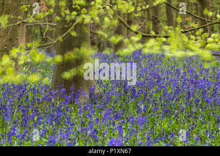 Bluebells Flowering crea un meraviglioso colorato tappeto blu sotto gli alberi in primavera - Middleton Woods, Ilkley, West Yorkshire, Inghilterra, Regno Unito. Foto Stock