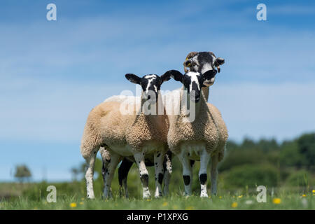 Swaledale pecora con mule agnelli, una croce tra swaledale pecora e blu di fronte leicester ram, Cumbria, Regno Unito Foto Stock