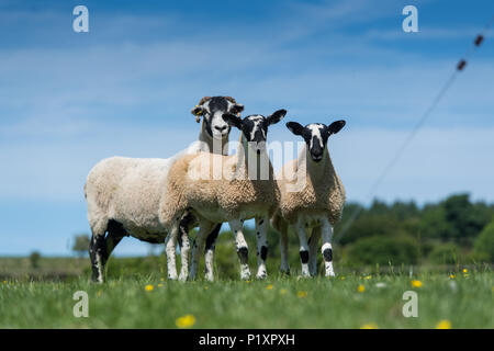 Swaledale pecora con mule agnelli, una croce tra swaledale pecora e blu di fronte leicester ram, Cumbria, Regno Unito Foto Stock