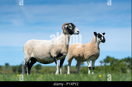 Swaledale pecora con mule agnelli, una croce tra swaledale pecora e blu di fronte leicester ram, Cumbria, Regno Unito Foto Stock