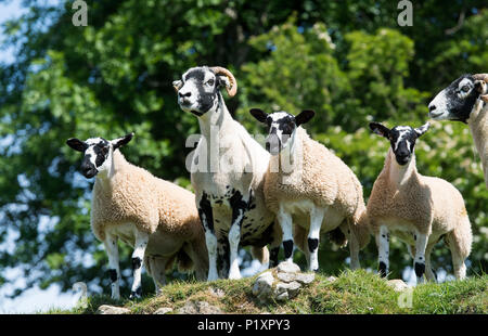 Swaledale pecora con mule agnelli, una croce tra swaledale pecora e blu di fronte leicester ram, Cumbria, Regno Unito Foto Stock