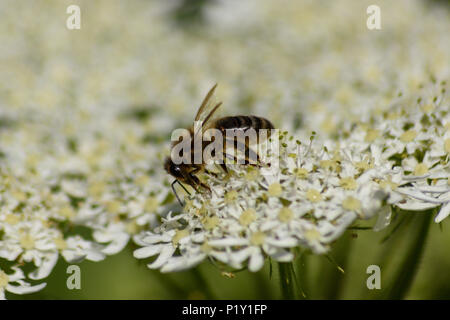Lato in vista di un miele delle api alimentazione da un comune hogweed fiore Foto Stock