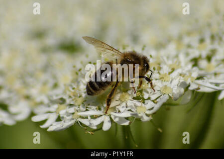 Lato in vista di un miele delle api alimentazione da un comune hogweed fiore Foto Stock