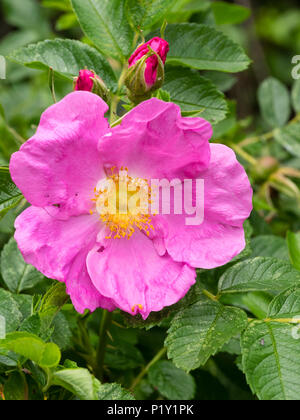 Fiore rosa e boccioli di difficile e hardy deciduo rosa ad arbusto, Rosa rugosa Foto Stock