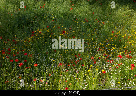 Rosso brillante papaveri in fiore selvatico prato Foto Stock