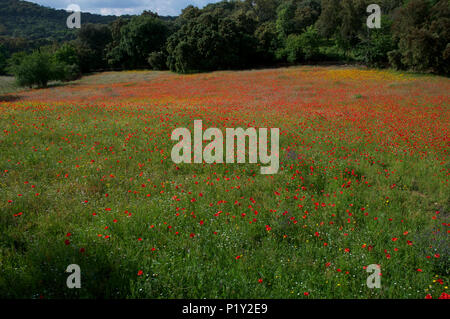 Rosso brillante papaveri in fiore selvatico prato Foto Stock