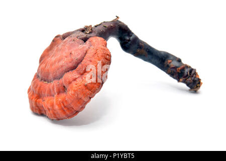 Lingzhi fungo o reishi, Ganoderma lucidum Foto Stock