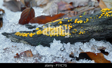 Bisporella citrina fungo, noto come il limone discoteca e fata giallo cup Foto Stock