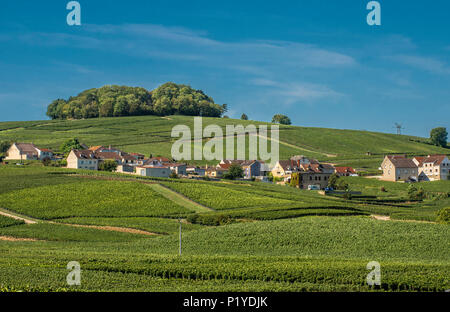 Francia, Grand Est, Marne, Ville Dommange nel mezzo dei vigneti Coteaux de Champagne Foto Stock
