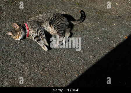 Un tabby gatto addormentato sul terreno che indossa un collare delle pulci. Foto Stock