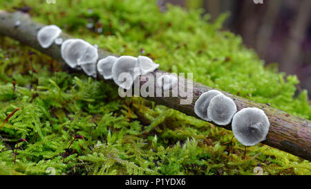 Datronia mollis crosta fungo sul ramo Foto Stock