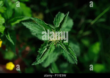 Sensazioni puntorie ortica con semi con sfondo sfocato. Foto Stock