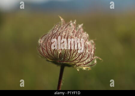 Hairy frutti di Geum montanum / avens alpino Foto Stock