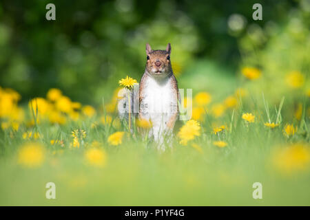 An American Red Squirrel forages for a meal in a dandelion field at Toronto, Ontario's popular Ashbridges Bay Park. Foto Stock