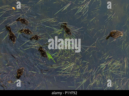 Anas Platyrhynchos, Germano reale anatroccoli pochi giorni foraggio per il cibo tra la crescita di erbacce da un letto del fiume. Foto Stock