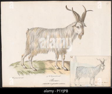 . Capra hircus - Bok ha incontrato 4 hoorns . tra il 1700 e il 1880 51 Capra hircus - Bok ha incontrato 4 hoorns - 1700-1880 - Stampa - Iconographia Zoologica - Collezioni Speciali Università di Amsterdam - UBA01 IZ21300219 Foto Stock
