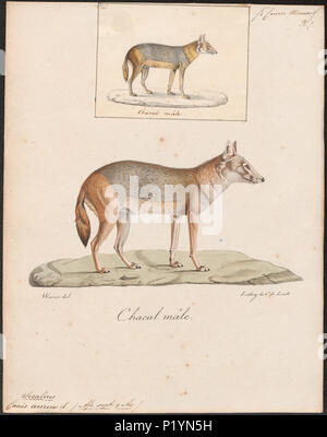 49 Canis aureus - 1818-1842 - Stampa - Iconographia Zoologica - Collezioni Speciali Università di Amsterdam - UBA01 IZ22200047 Foto Stock