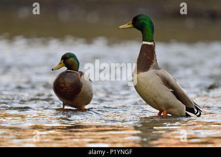 Mallard / Anatra selvatica (Anas platyrhynchos ) , due i draghetti, maschi in appoggio, in piedi in acqua poco profonda, guardando attentamente, fauna selvatica, l'Europa. Foto Stock