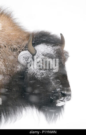 Bisonti americani / Amerikanischer ( Bison bison bison ) in inverno, headshot, coperte, in crosta di ghiaccio e neve, durante una bufera di neve, vento forte, pesante s Foto Stock