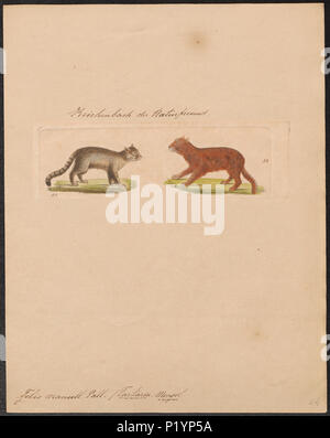 . Felis manul . 1834 124 Felis manul - 1834 - Stampa - Iconographia Zoologica - Collezioni Speciali Università di Amsterdam - UBA01 IZ22100264 Foto Stock