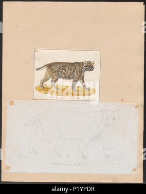 . Felis spec. Tra il 1700 e il 1880 124 Felis spec. - 1700-1880 - Stampa - Iconographia Zoologica - Collezioni Speciali Università di Amsterdam - UBA01 IZ22100382 Foto Stock