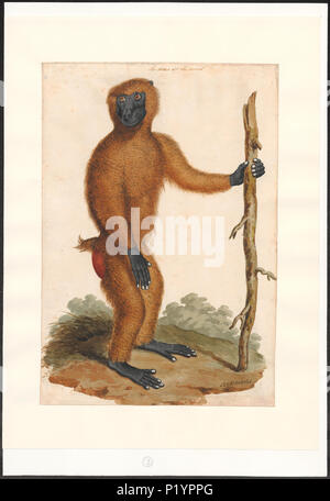 293 Simia spec. - 1700-1880 - Stampa - Iconographia Zoologica - Collezioni Speciali Università di Amsterdam - UBA01 IZA1000126 Foto Stock