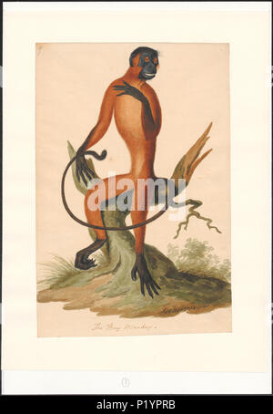 293 Simia spec. - 1700-1880 - Stampa - Iconographia Zoologica - Collezioni Speciali Università di Amsterdam - UBA01 IZA1000122 Foto Stock