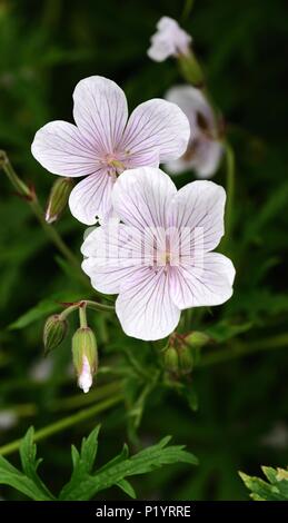Primo piano della Geranium Clarkei Kashmir White Foto Stock
