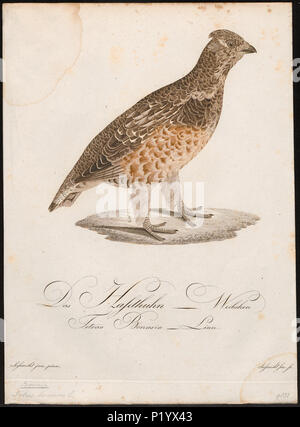 . Bonasa betulina . tra 1800 e 1812 32 Bonasa betulina - 1800-1812 - Stampa - Iconographia Zoologica - Collezioni Speciali Università di Amsterdam - UBA01 IZ17100385 Foto Stock