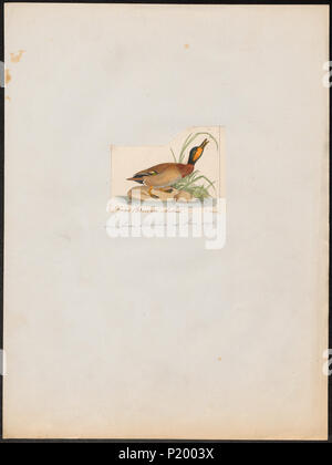 . Anas boschas . tra il 1820 e il 1863 17 Anas boschas - 1820-1863 - Stampa - Iconographia Zoologica - Collezioni Speciali Università di Amsterdam - UBA01 IZ17600381 Foto Stock